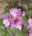 Washington State. Fuzzy-horned bumblebee in-flight flying past pink rhododendron blossoms Art Print